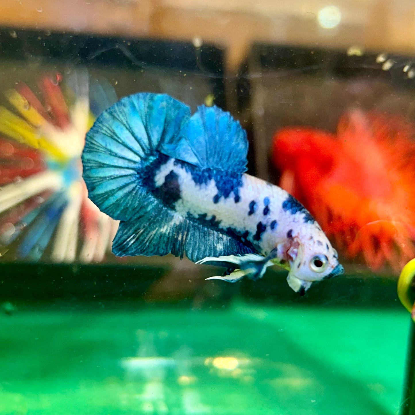 Blue Marble Dot Plakat - Male Betta 105