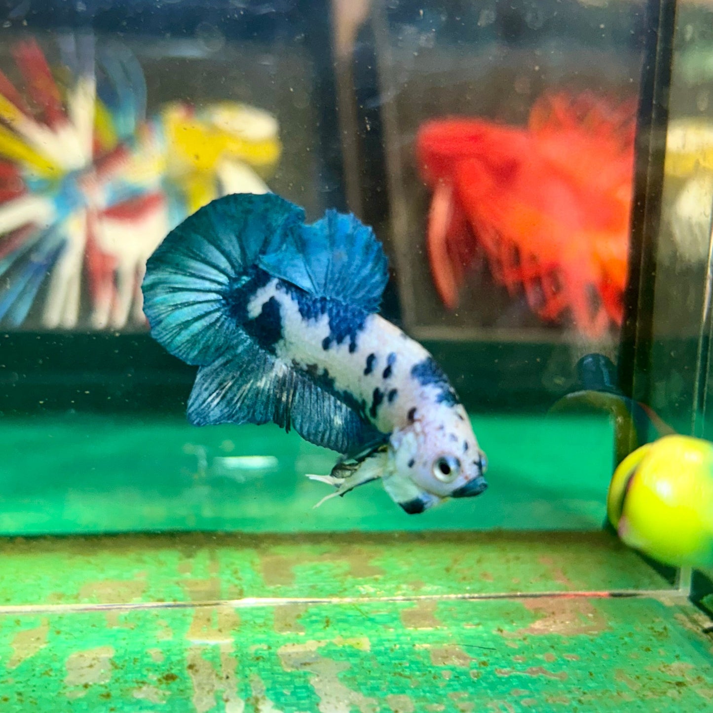 Blue Marble Dot Plakat - Male Betta 105