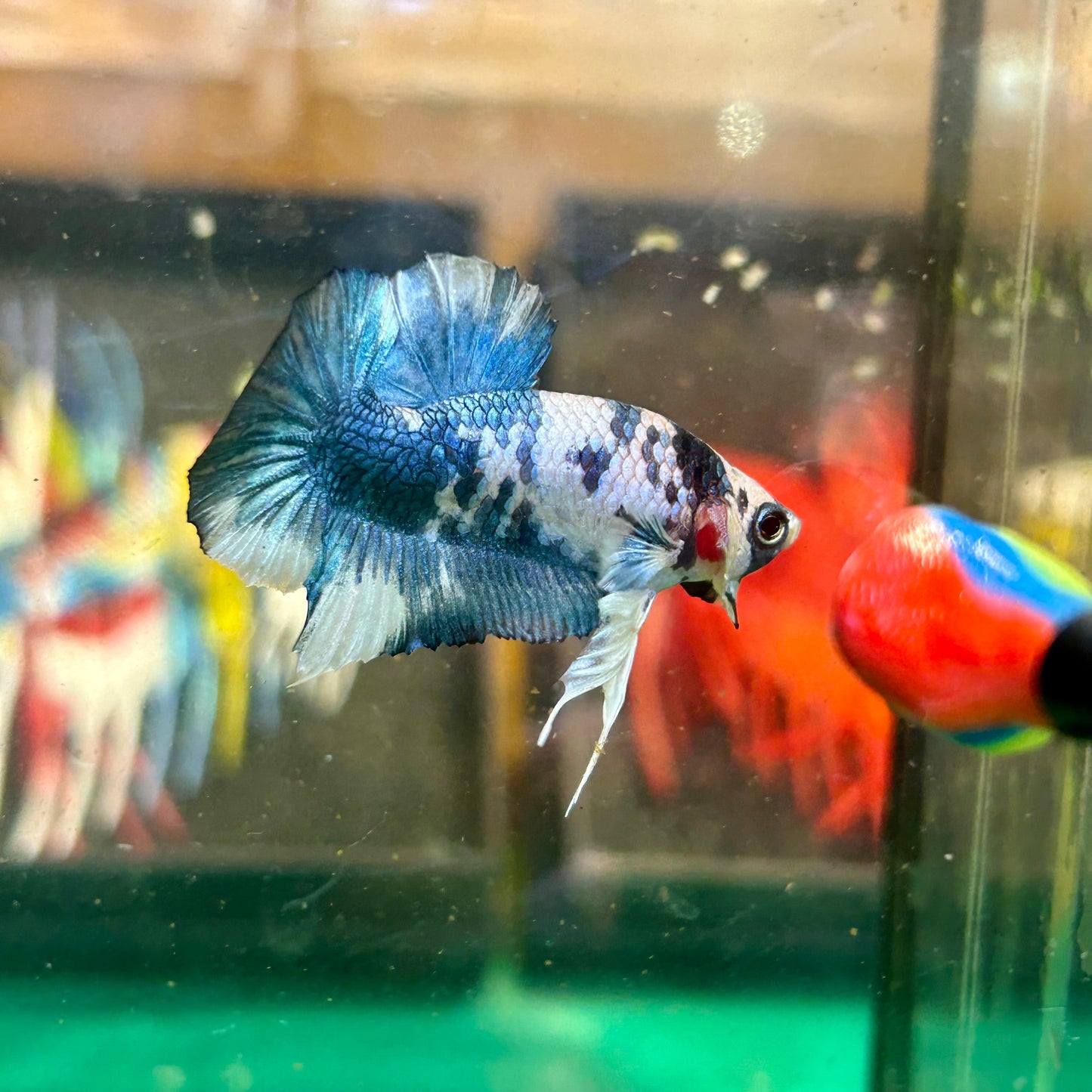 Blue Marble Dot Plakat - Male Betta 134