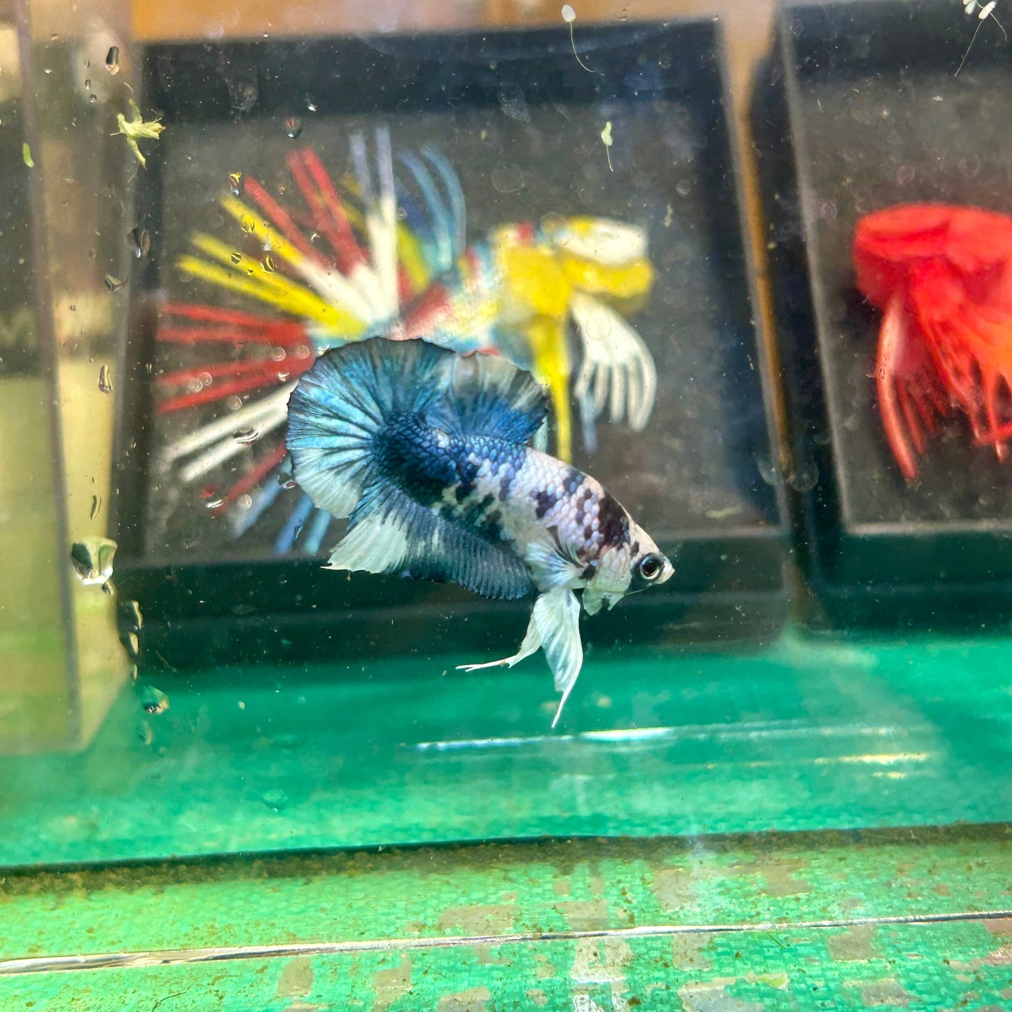 Blue Marble Dot Plakat - Male Betta 134