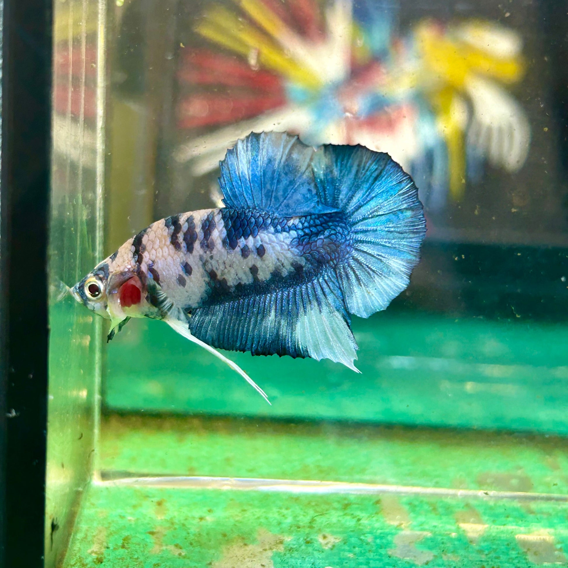 Blue Marble Dot Plakat - Male Betta 134