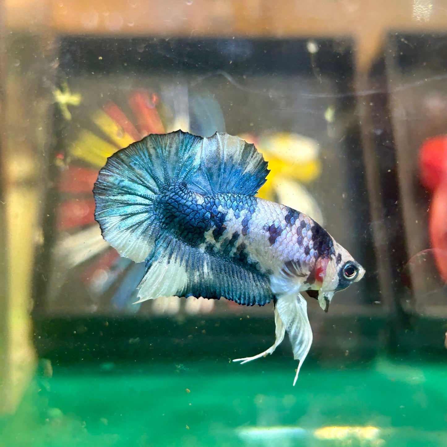 Blue Marble Dot Plakat - Male Betta 134