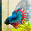 Blue Mascot Blackhead Crowntail Male Betta 186