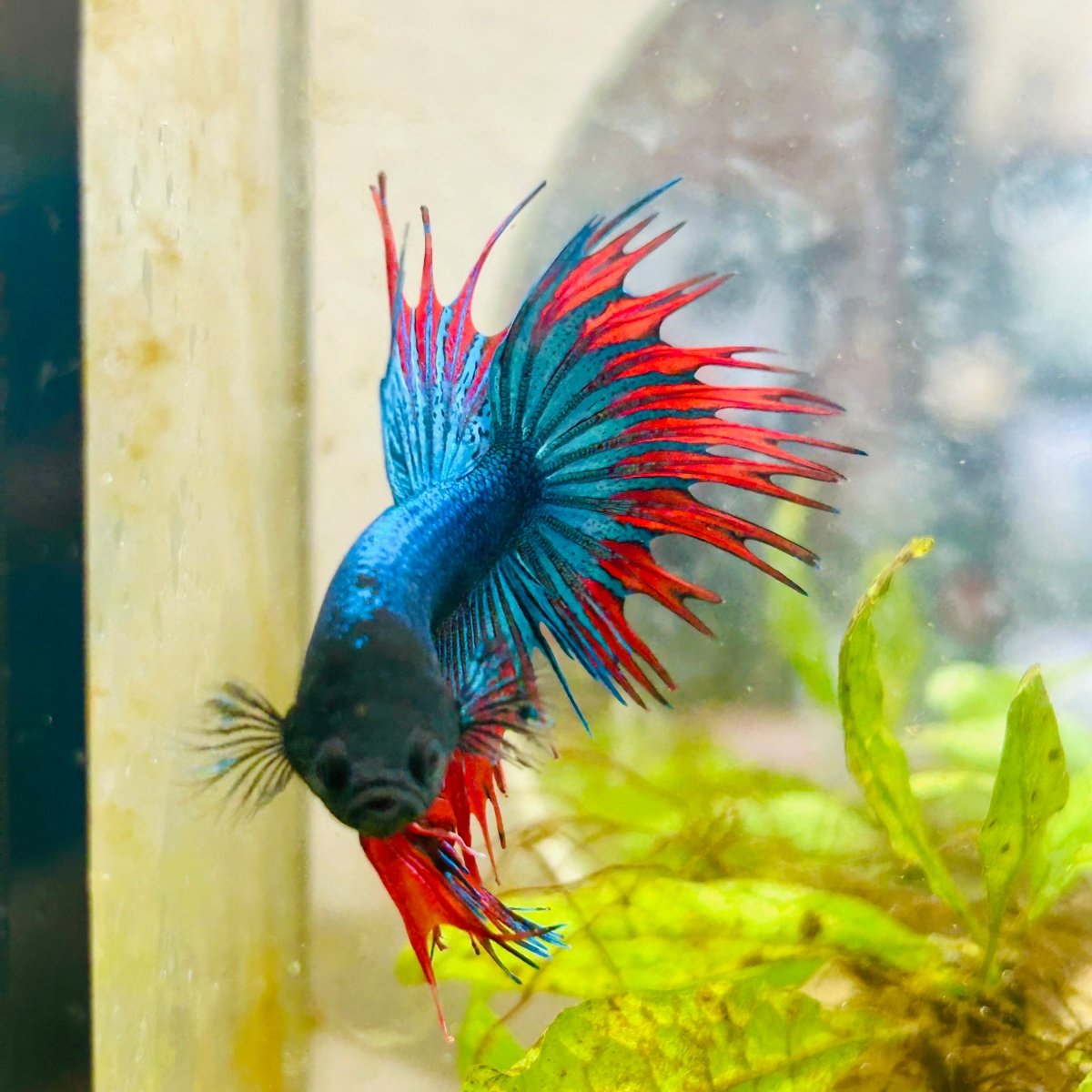 Blue Mascot Blackhead Crowntail Male Betta 186