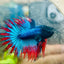 Blue Mascot Blackhead Crowntail Male Betta 186