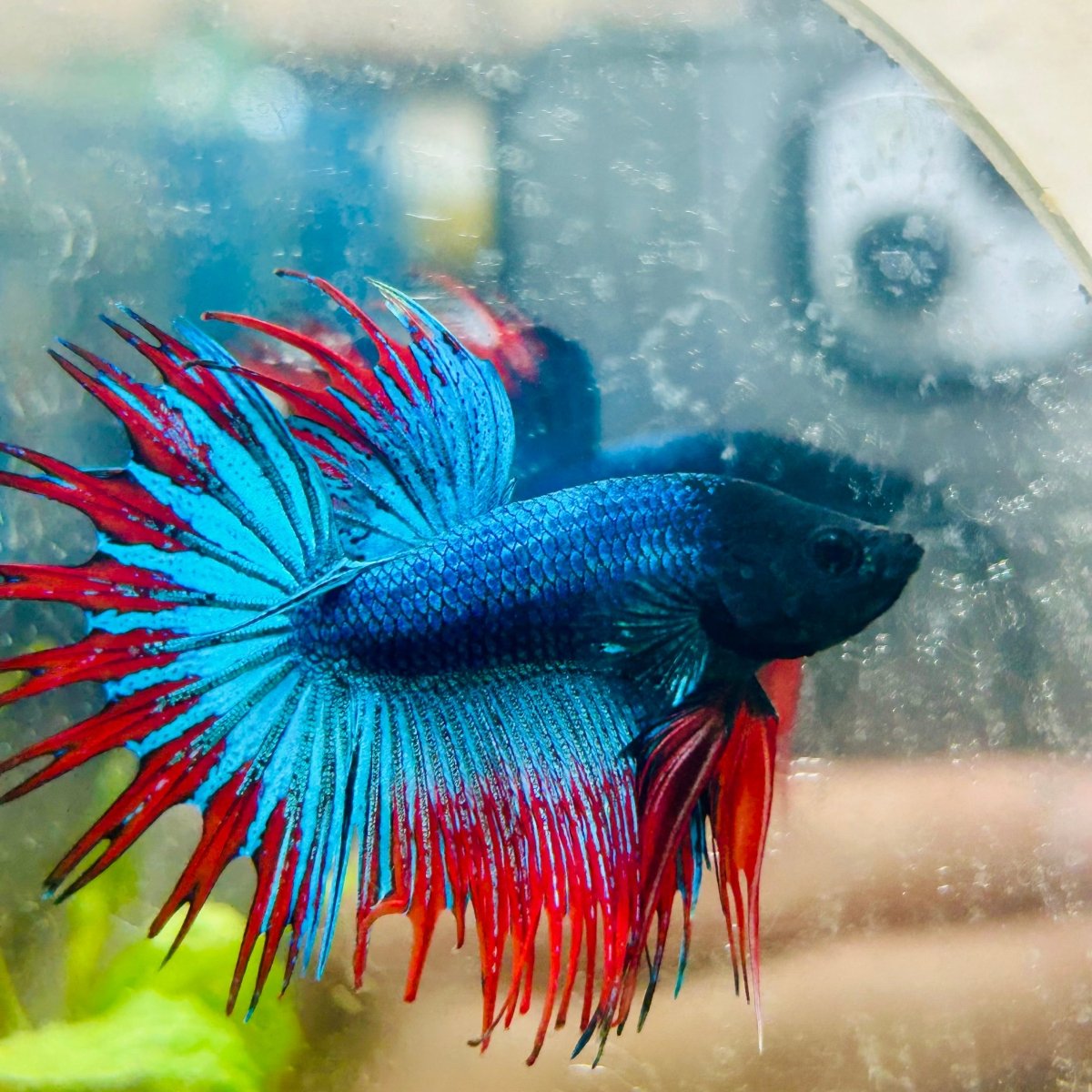 Blue Mascot Blackhead Crowntail Male Betta 186
