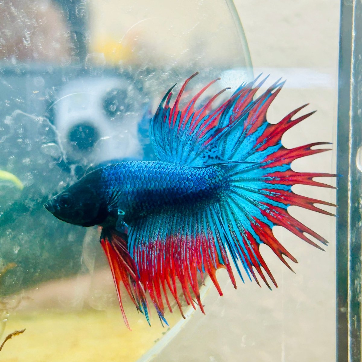 Blue Mascot Blackhead Crowntail Male Betta 186