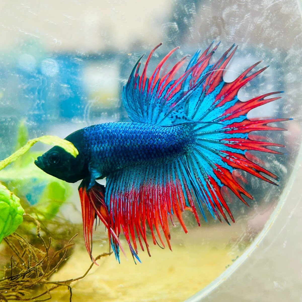 Blue Mascot Blackhead Crowntail Male Betta 186