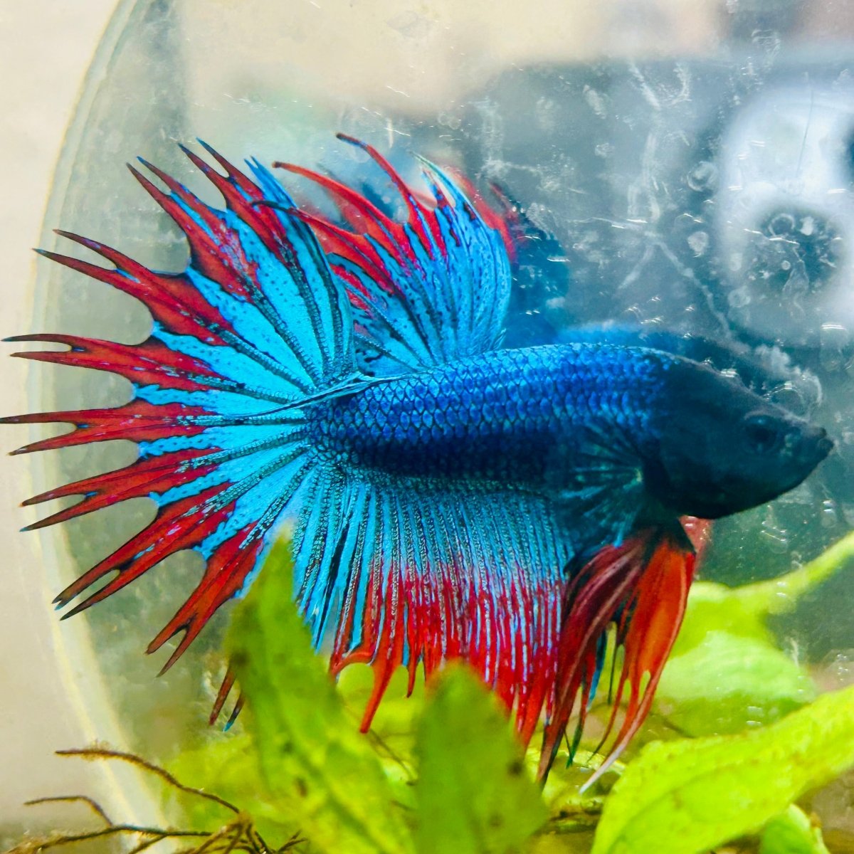 Blue Mascot Blackhead Crowntail Male Betta 186