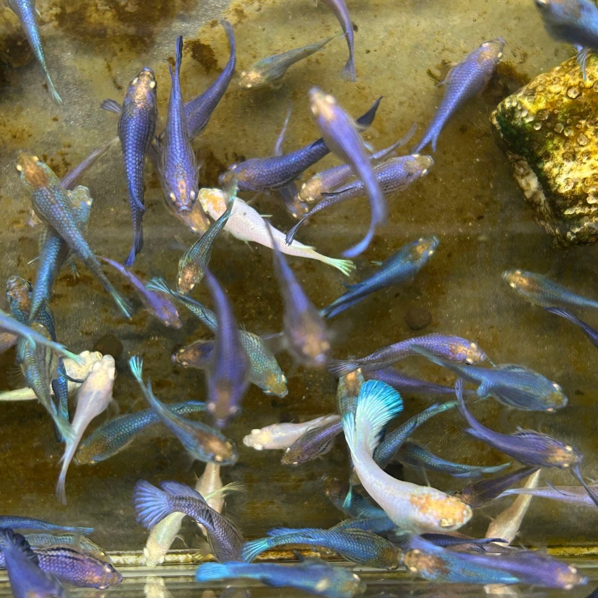 Blue Rim Plakat Baby Betta