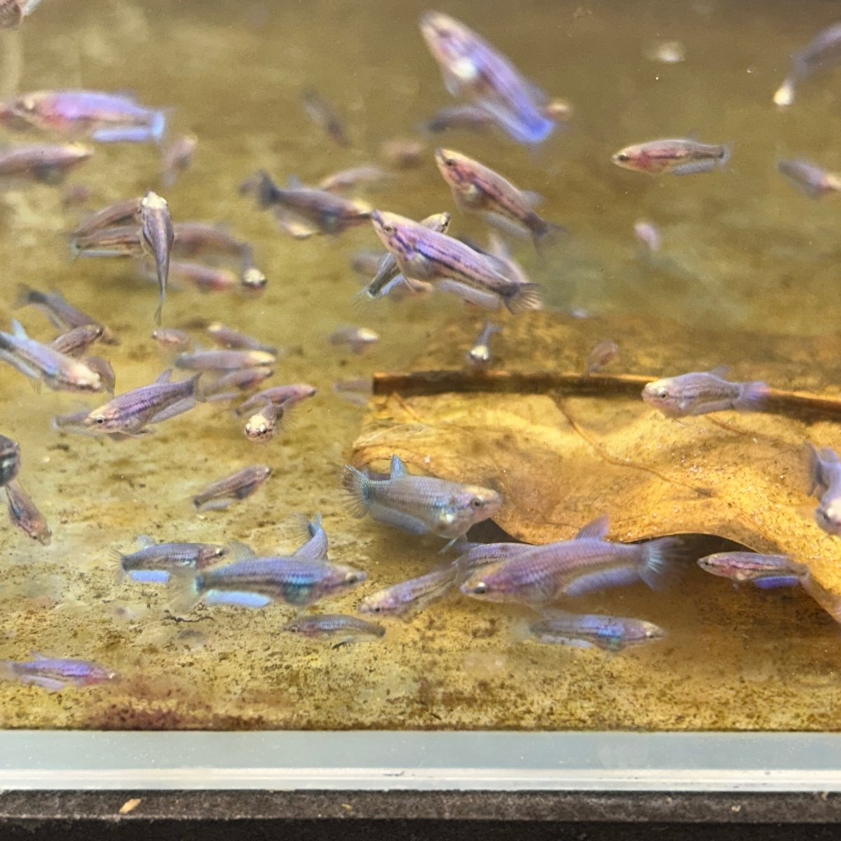 Blue Rim Plakat Baby Betta