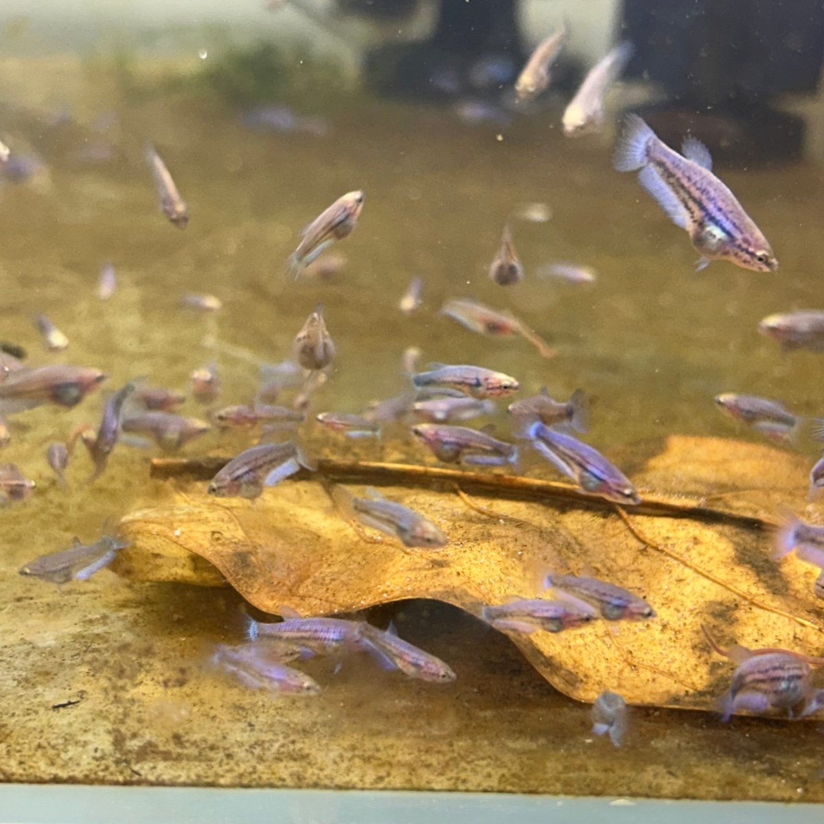Blue Rim Plakat Baby Betta