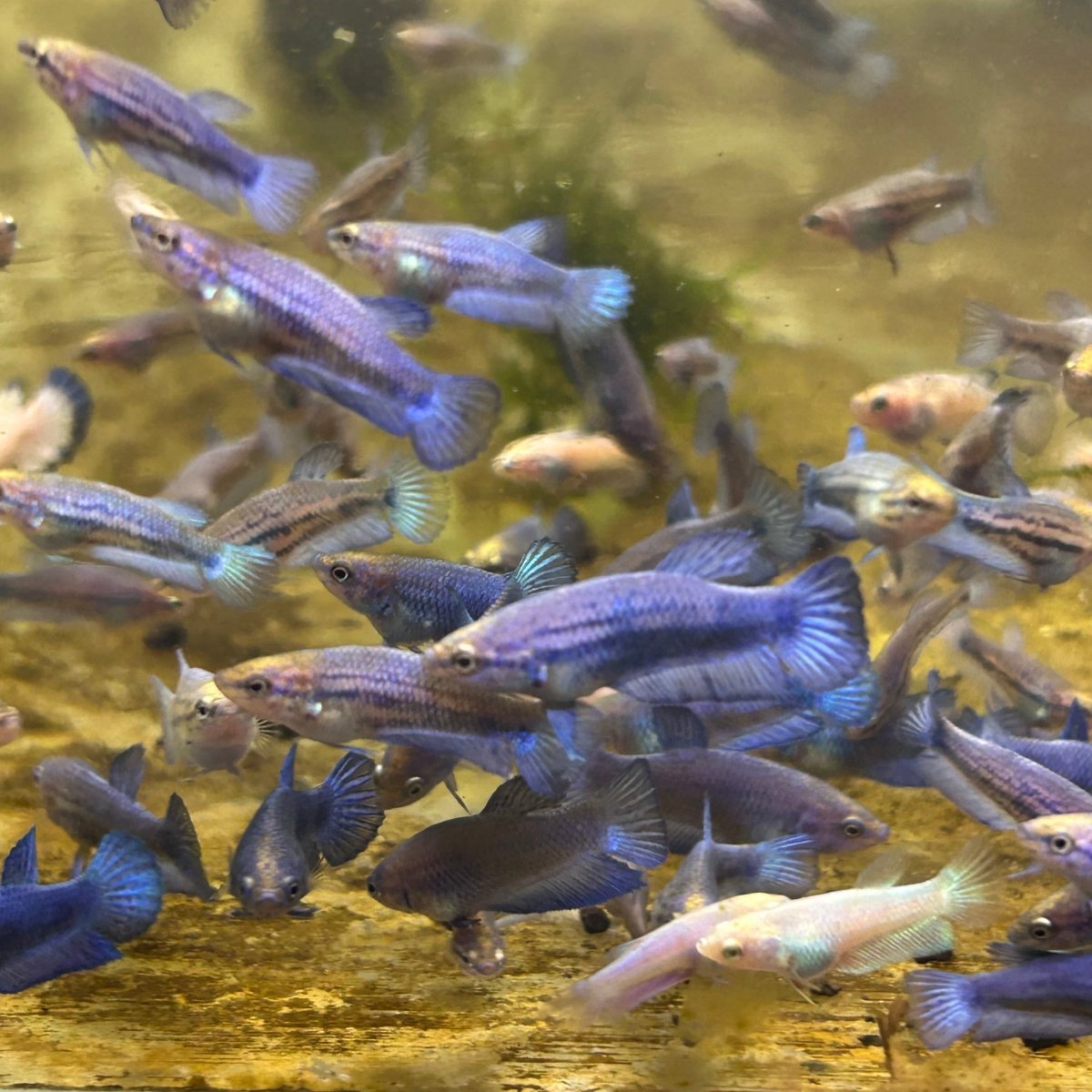 Blue Rim Plakat Baby Betta