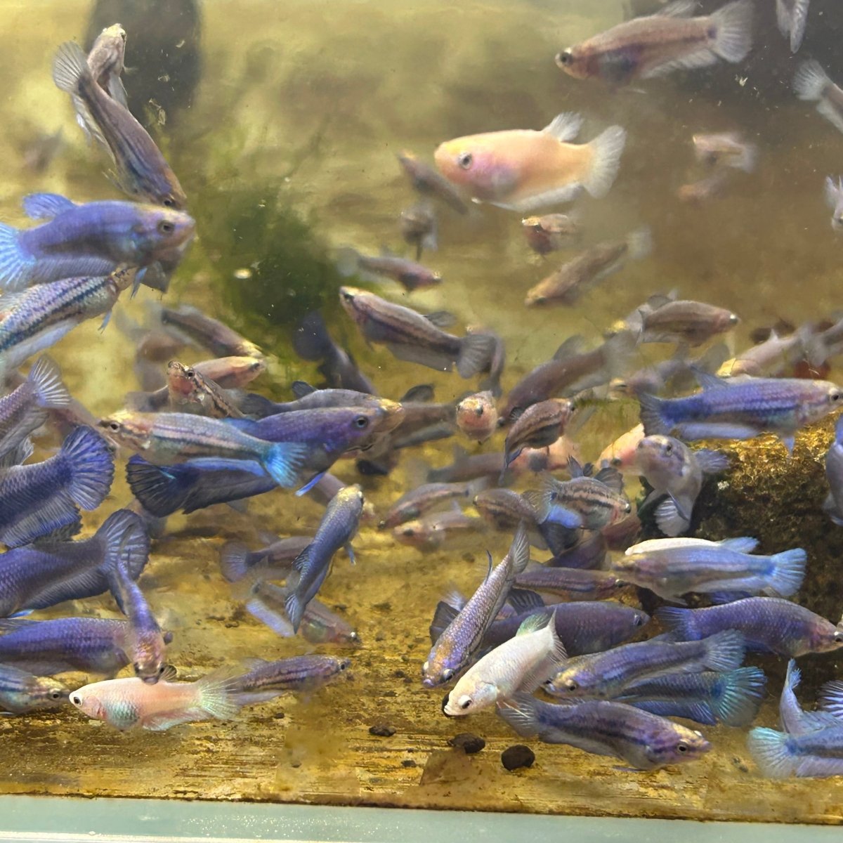 Blue Rim Plakat Baby Betta