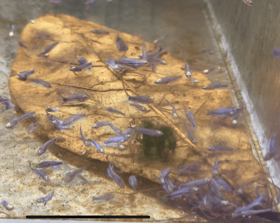 Blue Rim Plakat Baby Betta