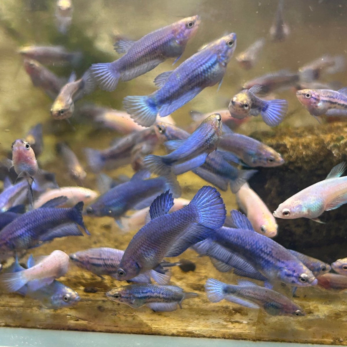 Blue Rim Plakat Baby Betta