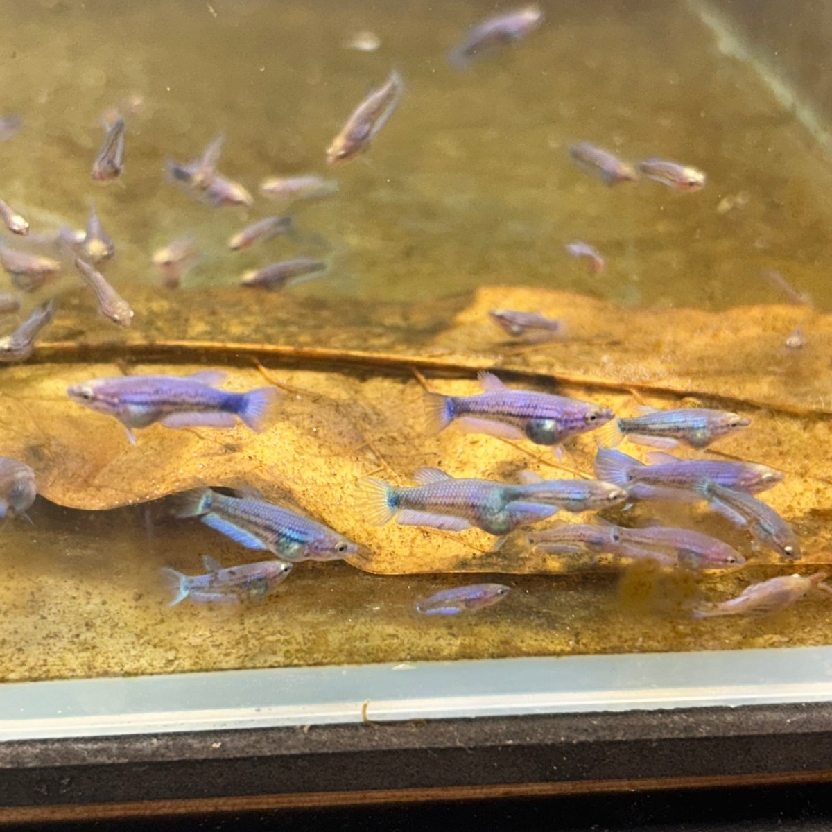 Blue Rim Plakat Baby Betta