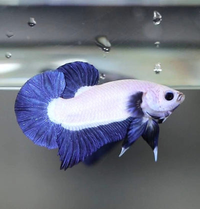 Blue Rim Plakat - Betta