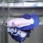 Blue Rim Plakat - Betta