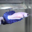 Blue Rim Plakat - Betta