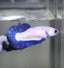 Blue Rim Plakat - Betta