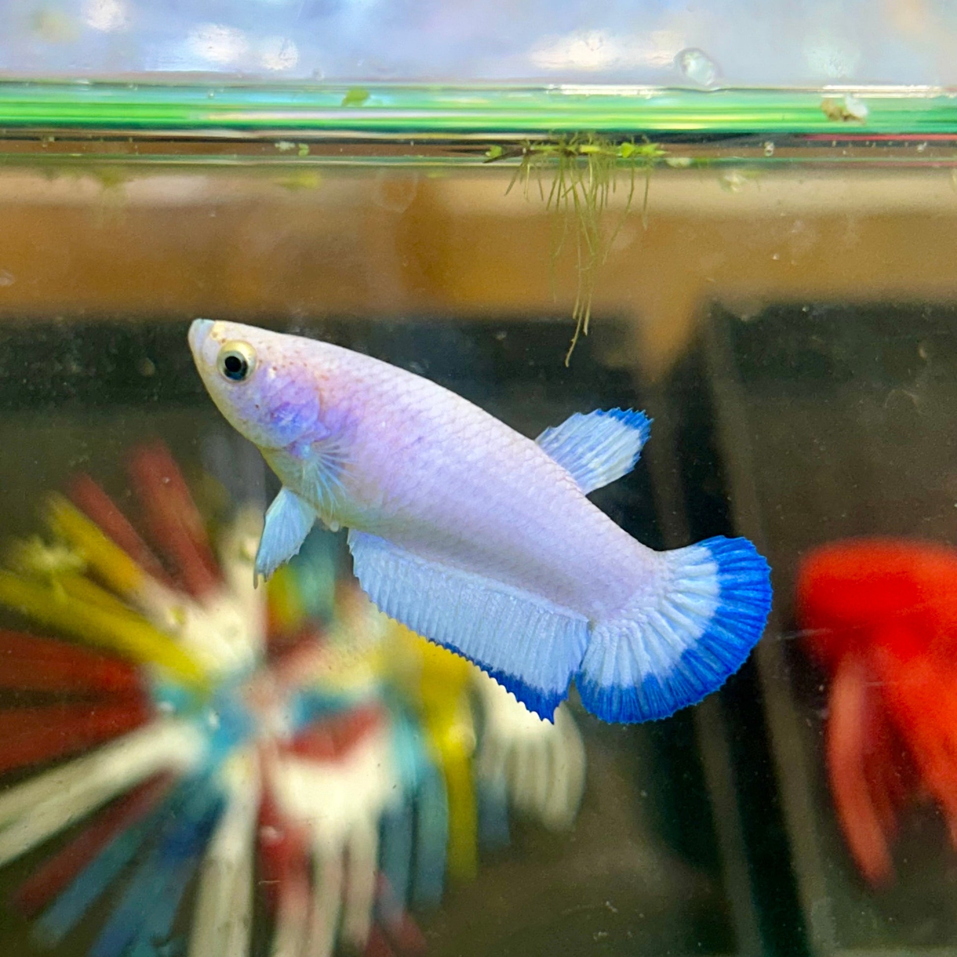 Blue Rim Plakat - Female betta 11