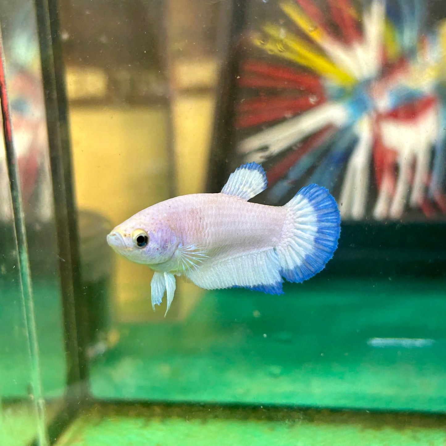 Blue Rim Plakat - Female betta 11