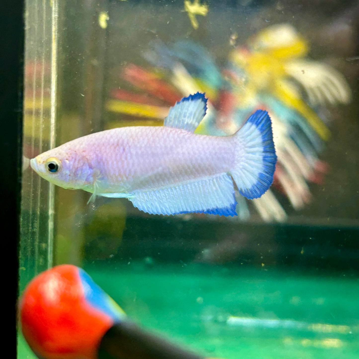 Blue Rim Plakat - Female betta 11