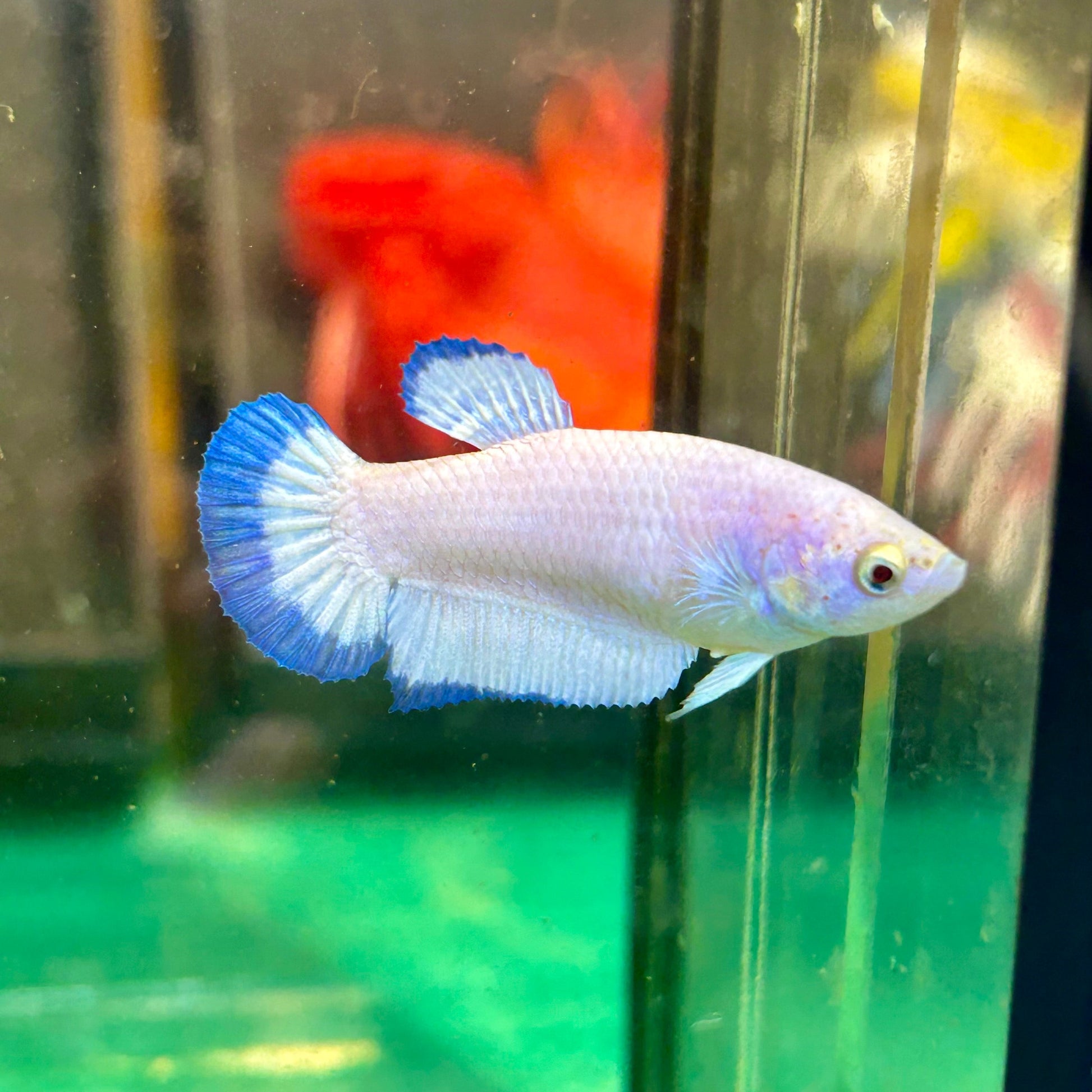 Blue Rim Plakat - Female betta 11