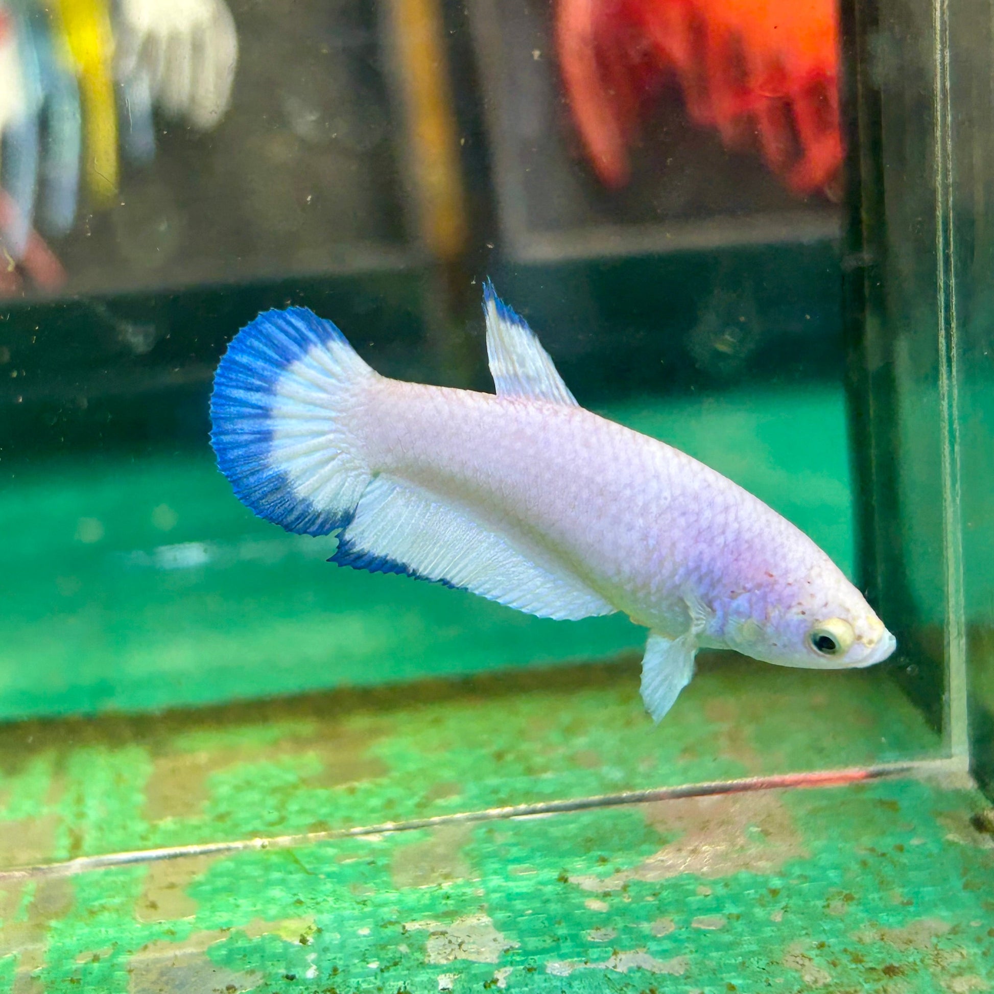 Blue Rim Plakat - Female betta 11