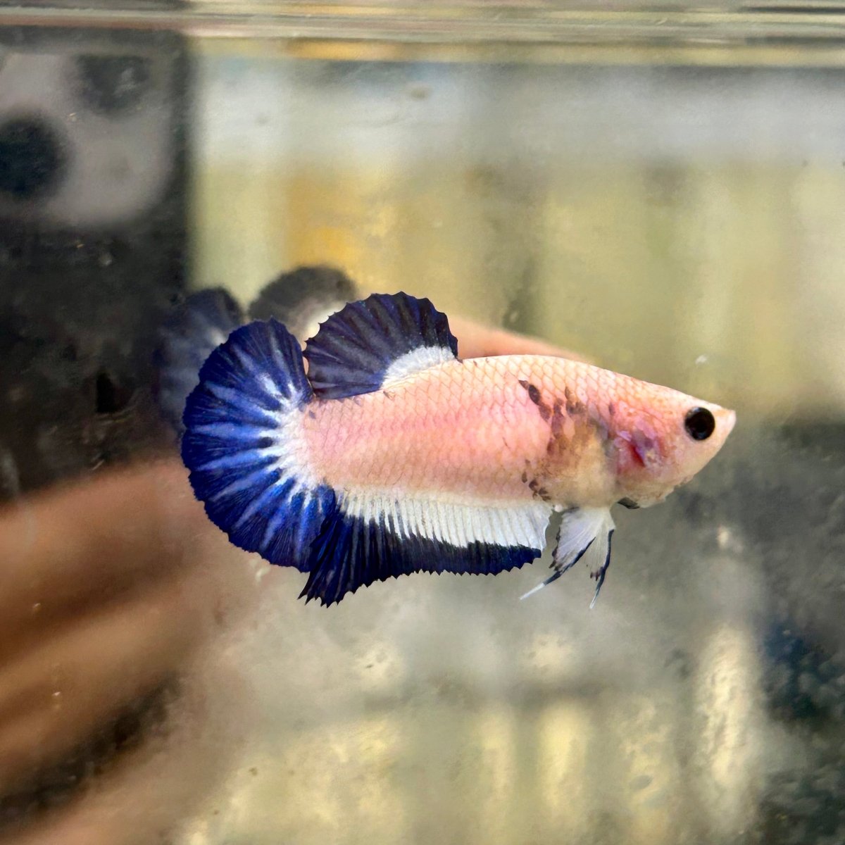 Blue Rim Plakat - Female Betta 131