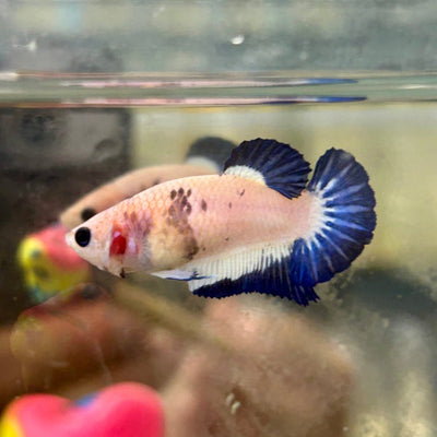 Blue Rim Plakat - Female Betta 131