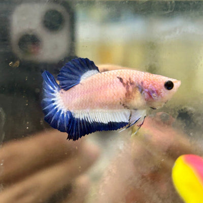 Blue Rim Plakat - Female Betta 131
