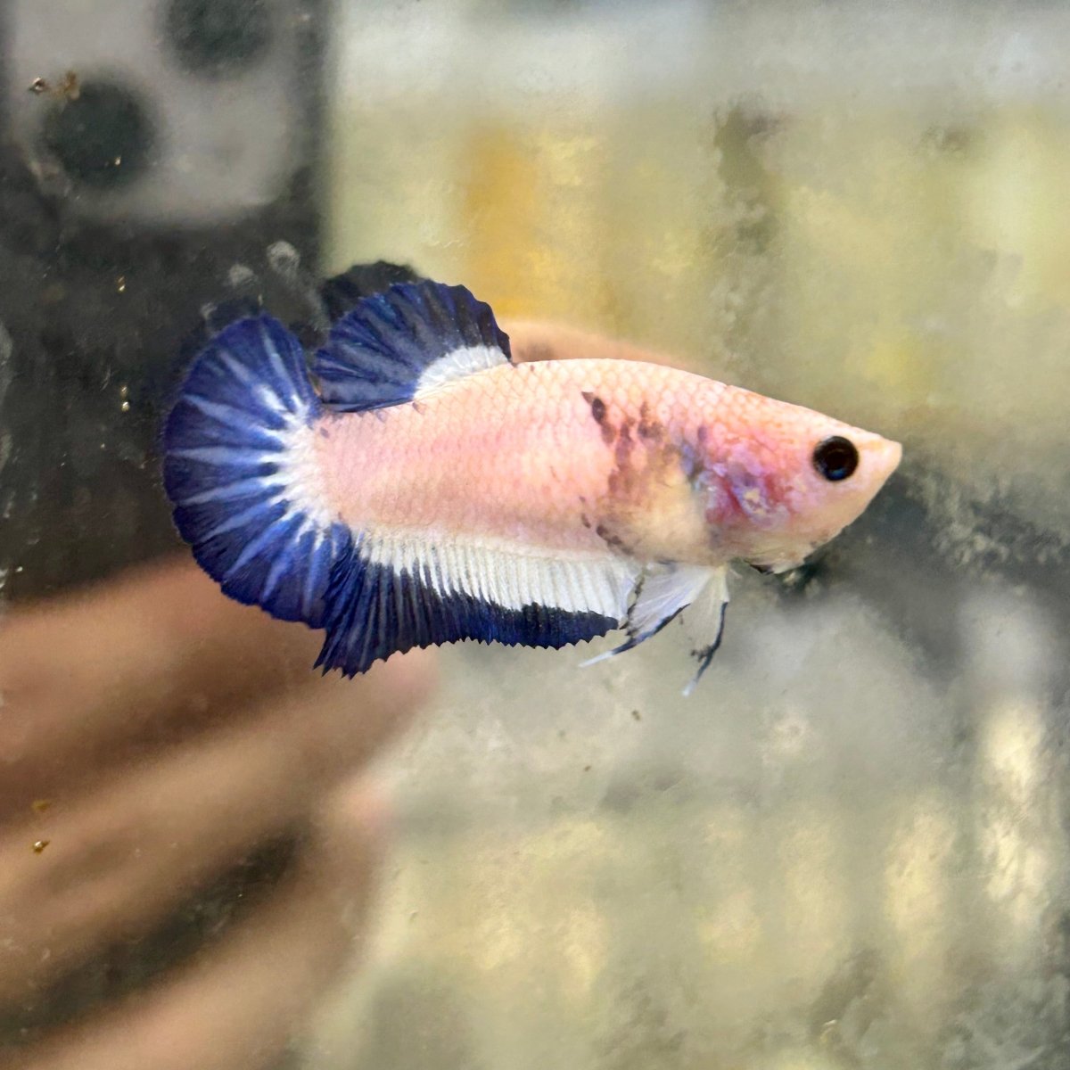 Blue Rim Plakat - Female Betta 131