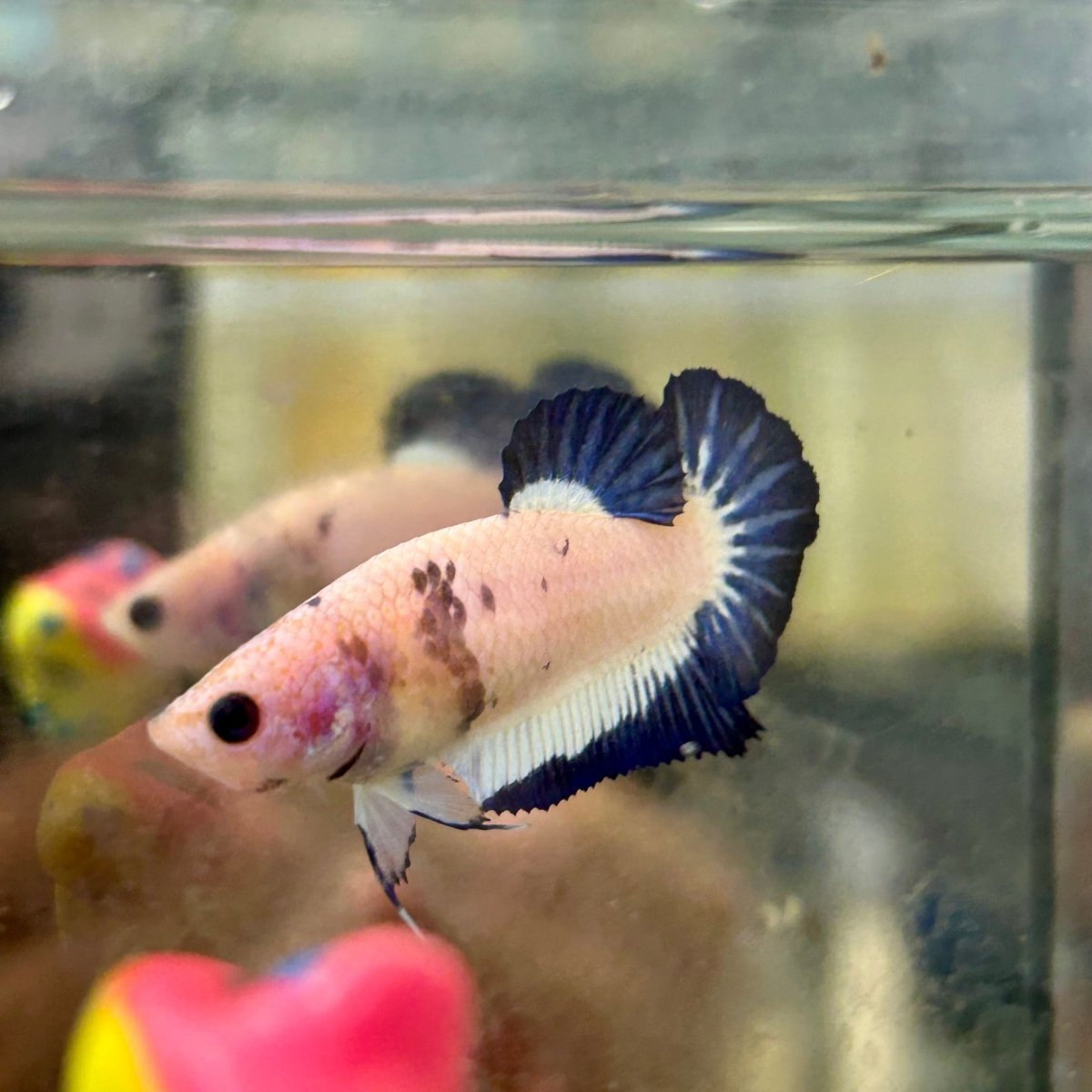 Blue Rim Plakat - Female Betta 131