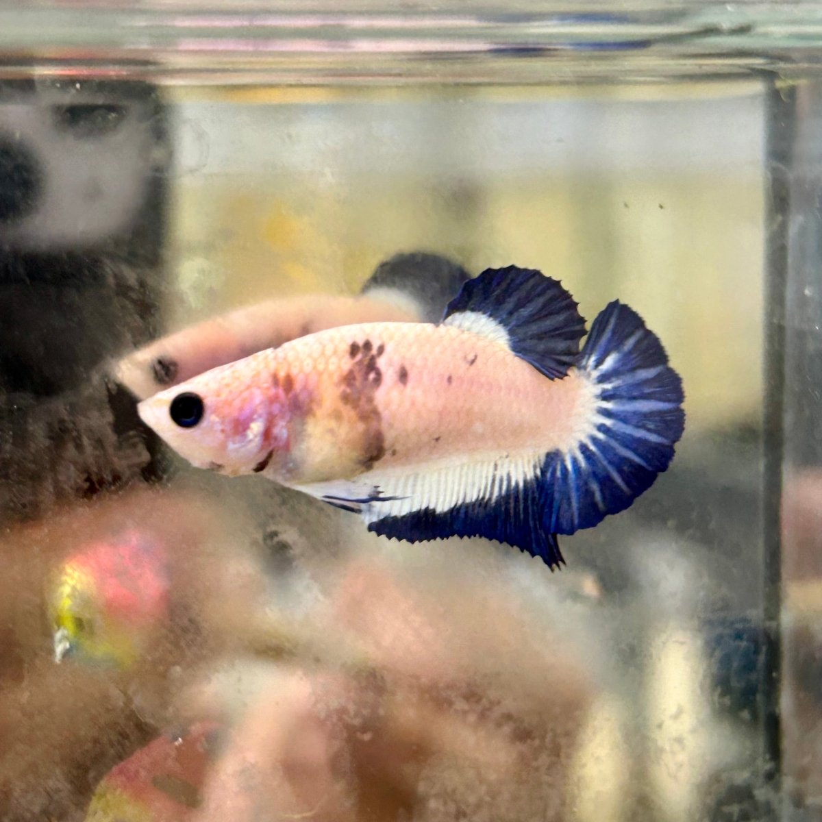 Blue Rim Plakat - Female Betta 131