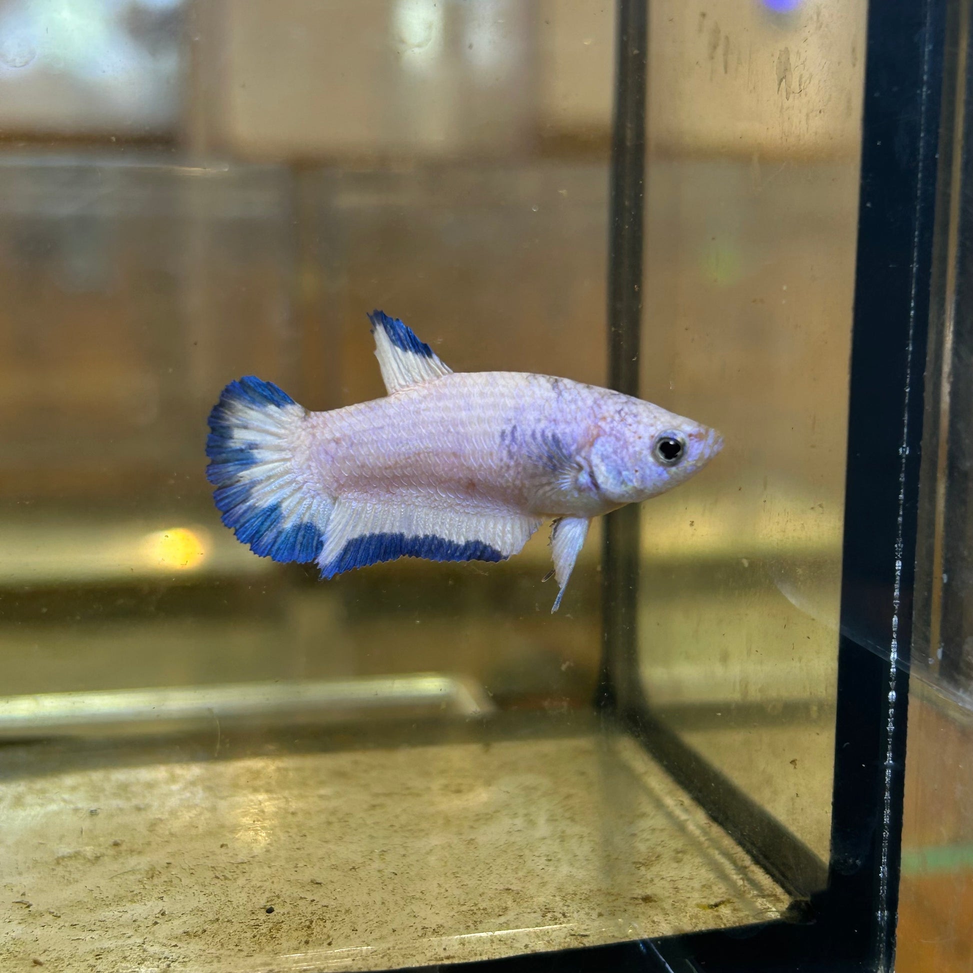 Blue Rim Plakat - Female betta 86