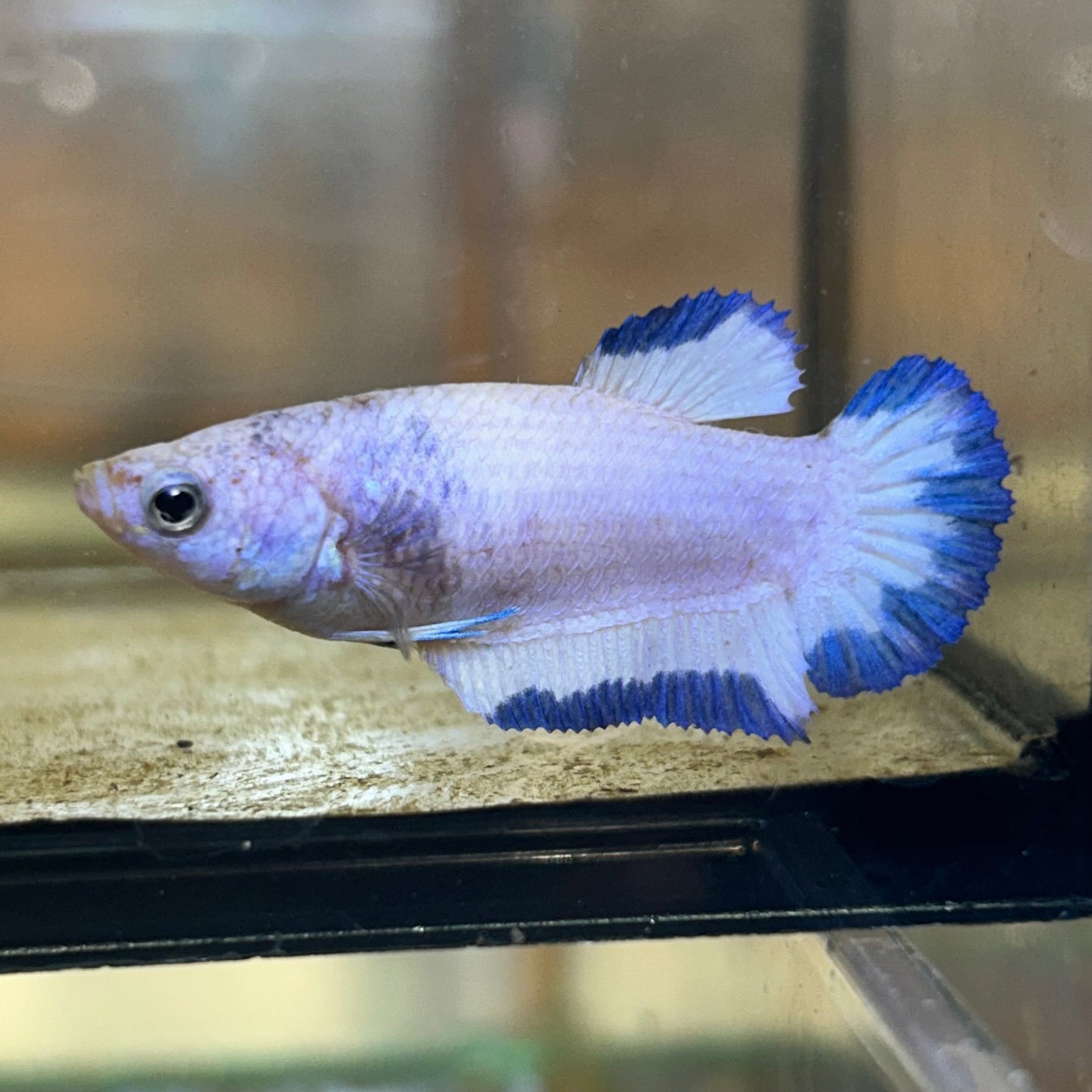 Blue Rim Plakat - Female betta 86