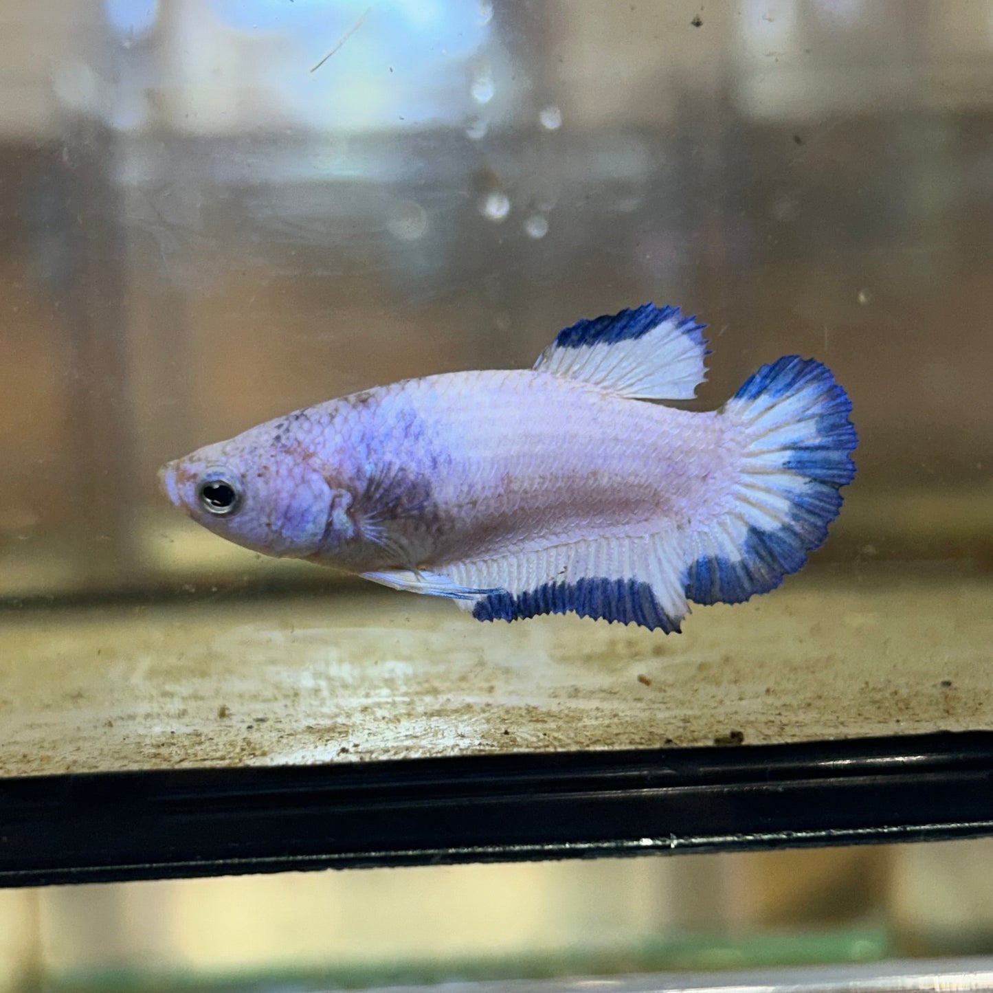 Blue Rim Plakat - Female betta 86