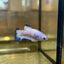 Blue Rim Plakat - Female betta 86