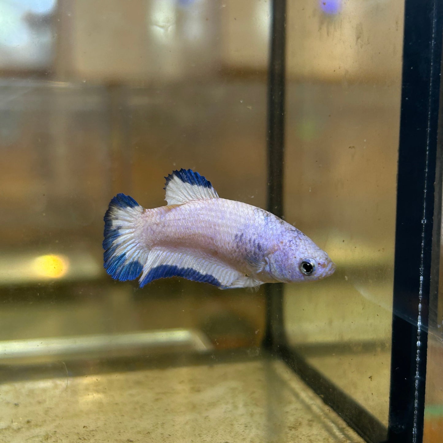 Blue Rim Plakat - Female betta 86