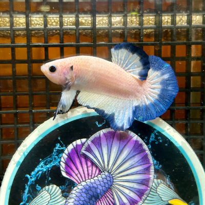 Blue Rim Plakat - Male betta 076