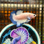 Blue Rim Plakat - Male betta 076