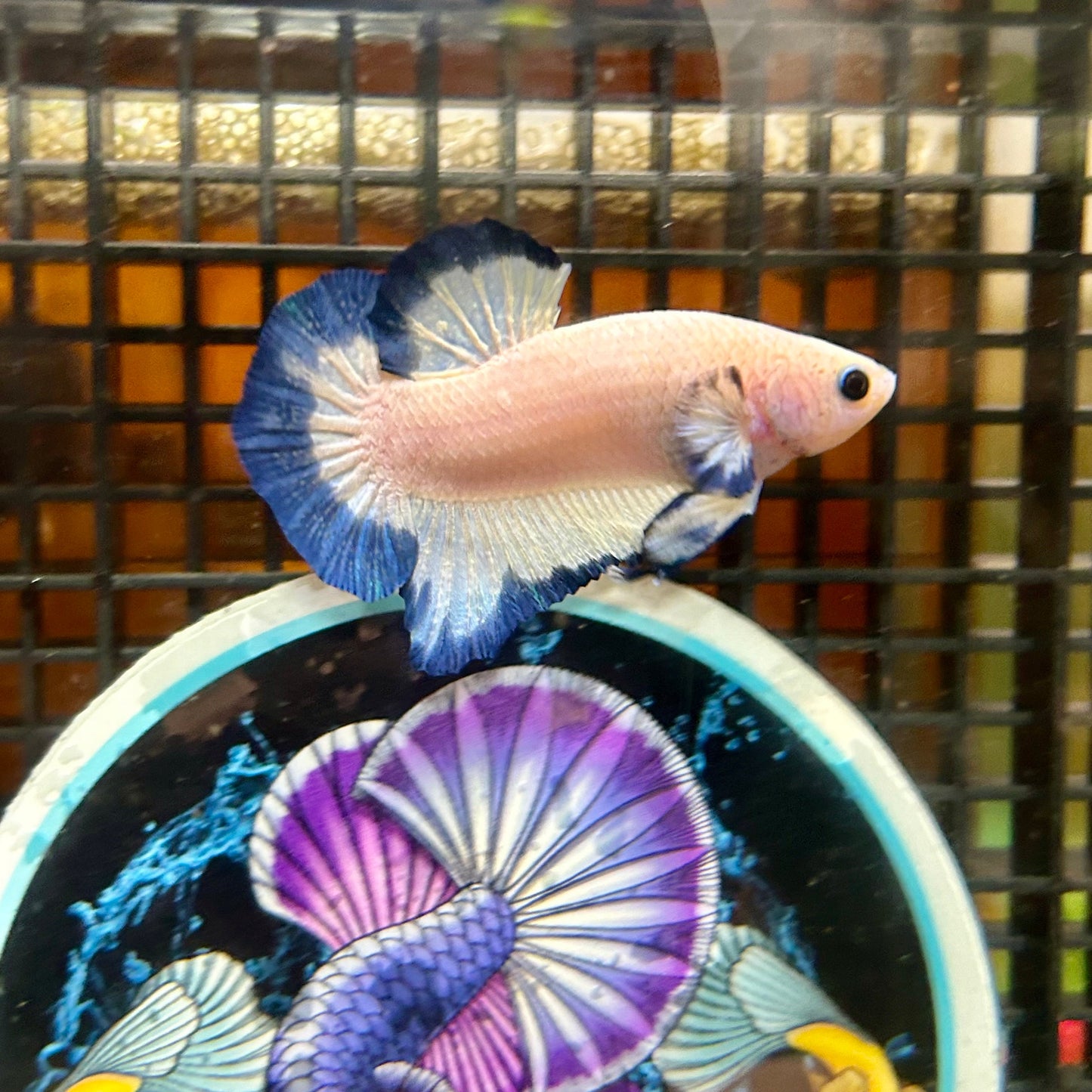 Blue Rim Plakat - Male betta 076