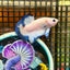 Blue Rim Plakat - Male betta 076