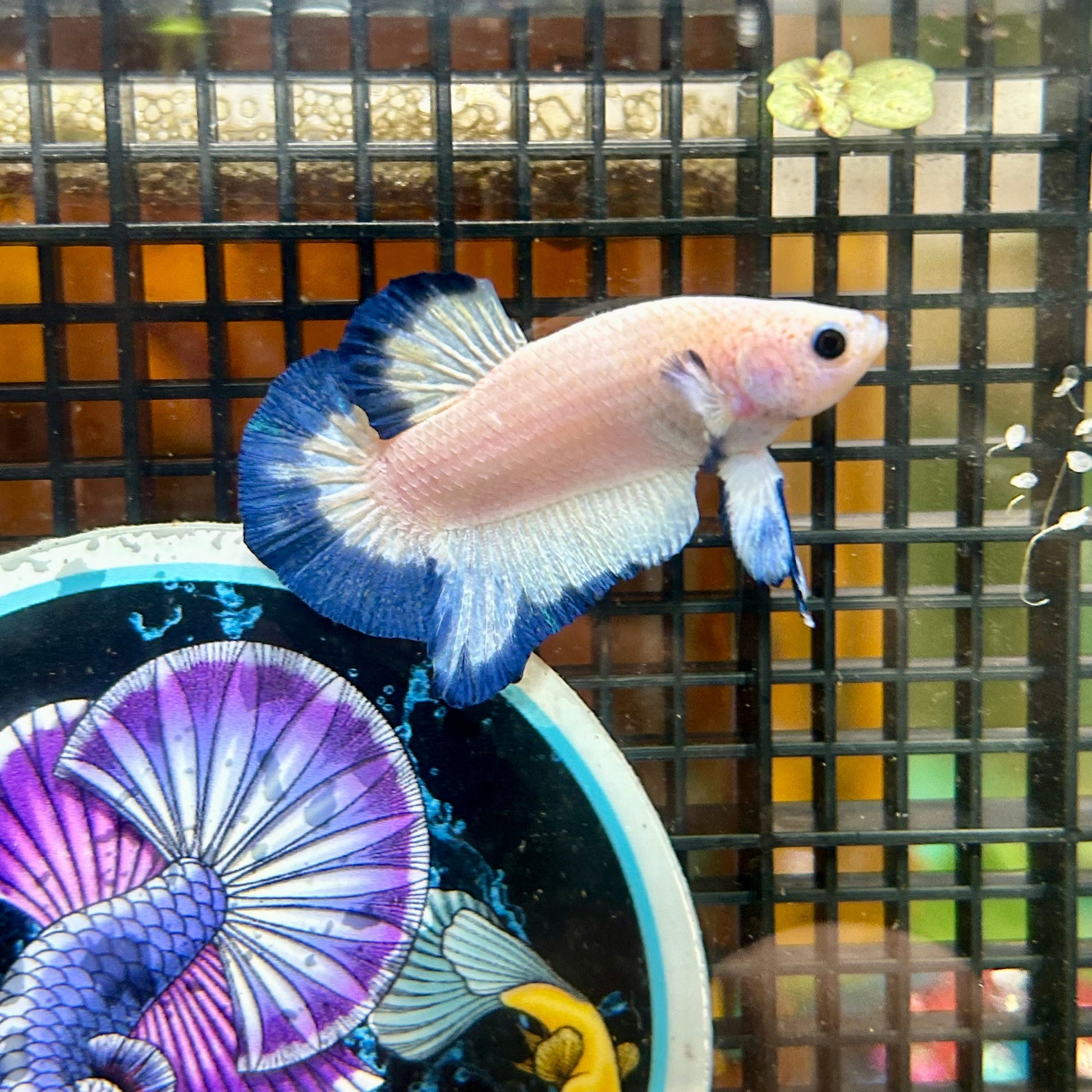 Blue Rim Plakat - Male betta 076