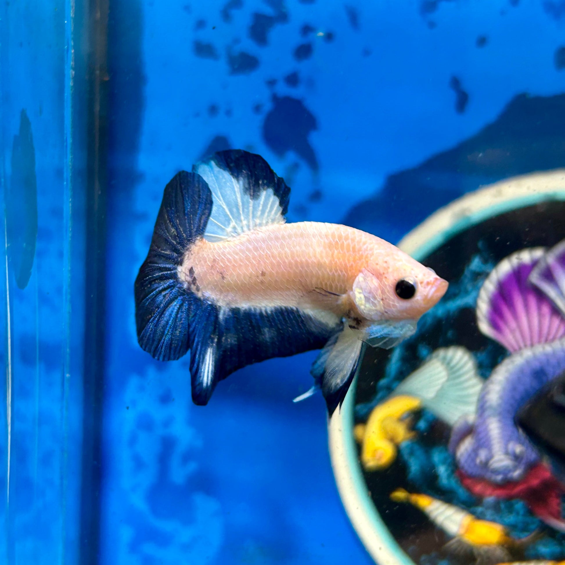 Blue Rim Plakat - Male betta 117