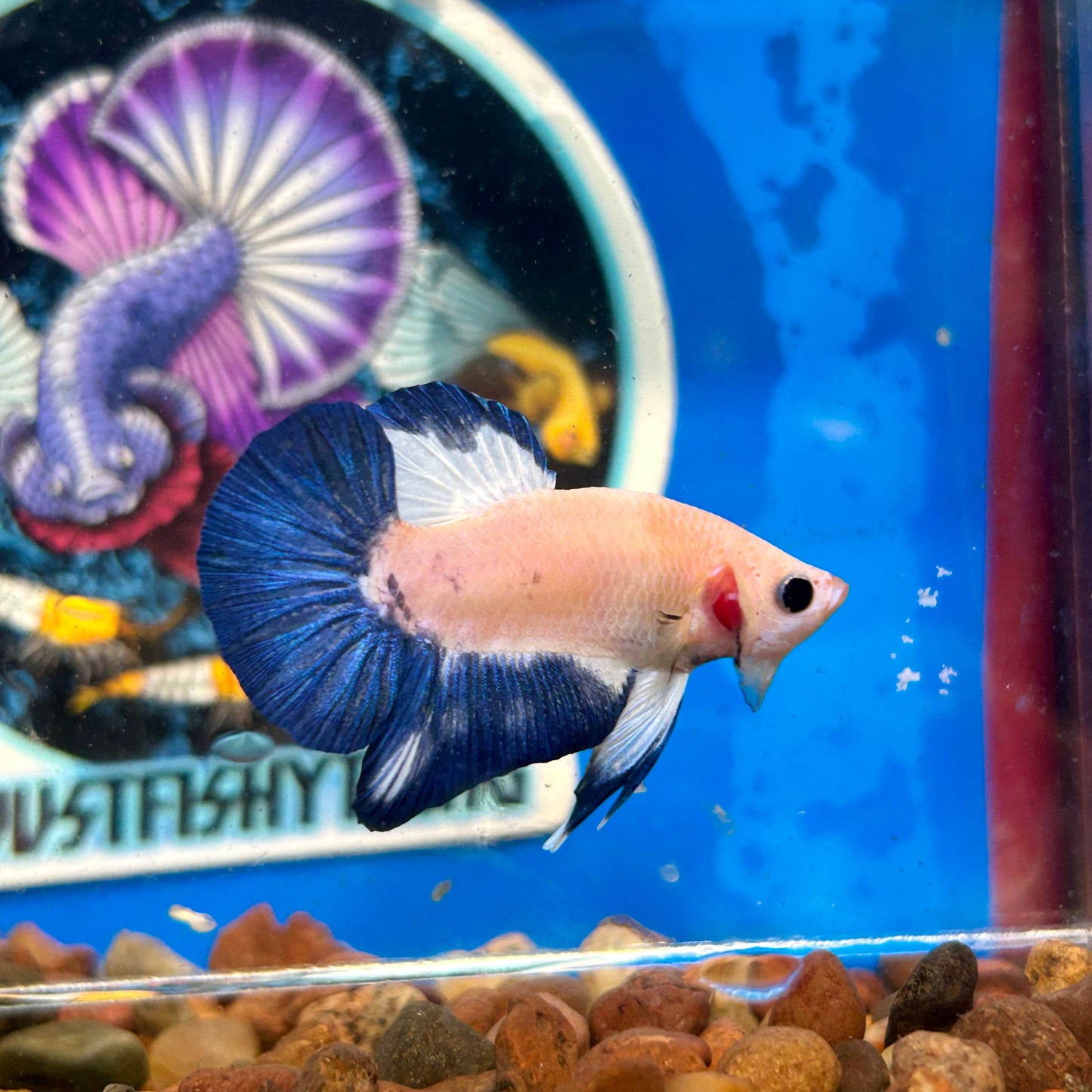 Blue Rim Plakat - Male betta 117