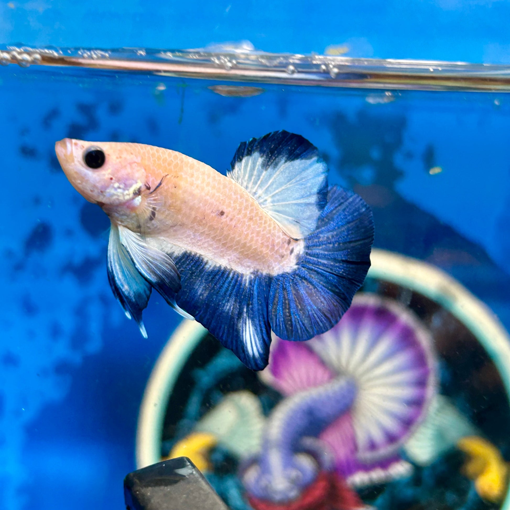 Blue Rim Plakat - Male betta 117