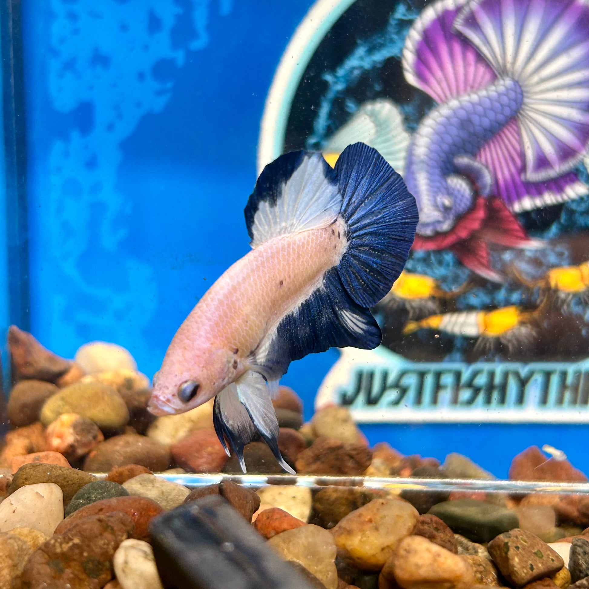 Blue Rim Plakat - Male betta 117